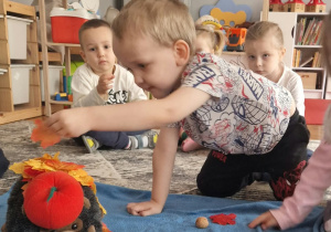 Dziewczynka kładzie liście na jeża