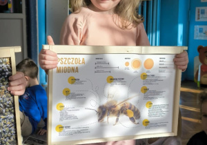 Dziewczynka trzyma plakat z opisem pszczoły