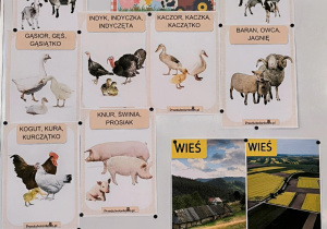 Ilustracje zawieszone na tablicy zwierząt wiejskich