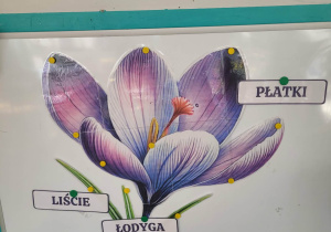 Rysunek hiacynta podpisany: łodyga, liście, płatki