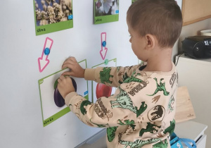 chłopiec przyczepia na tablicy obrazek śliwki