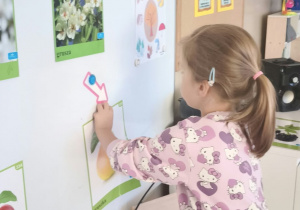 dziewczynka przyczepia do tablicy obrazek gruszki