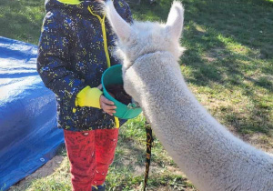chłopiec stoi i karmi białą alpakę