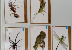 ilurstracje zwierzą i iowadów łąkowych takich jak: pająk, mrówka, żaba, konik polny, ważka