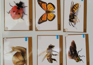 ilurstracje zwierzą i iowadów łąkowych takich jak: ślimak, biedronka, osa, pszczoła, motyl, mucha