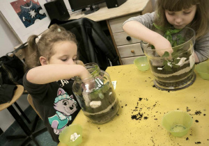 dwie dziewczynki siedzą przy stole i wkladają rośliny do sloika wypełnionego ziemią