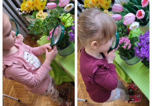 dziewczynki prze lupę podglądają nowe kwiaty, które pojawiły się w kąciku przyrodniczym