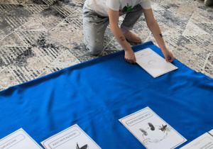 Dziewczynka kladzie planszę z informacją o pszczołach