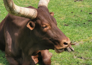Bawół