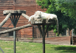 Tygrys wygrzewający się na słońcu
