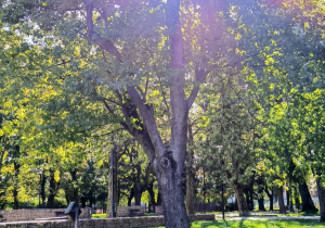 Widok parku i drzewa w jesiennej aurze