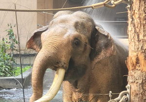 Słoń polewany wodą