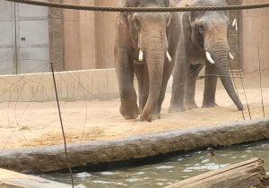 Słonie na swoim wybiegu