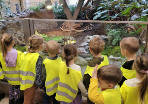 Dzieci oglądają żółwie