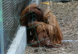 Odopczywająca gorylica