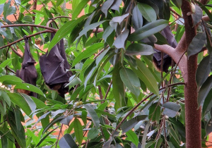 Nietoperze w drzewach