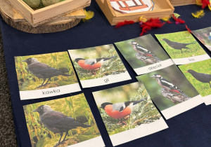 Karty trójdzielne z ptakami Montessori