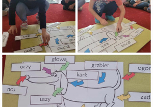 dzieci układają napisy pod opdowiednimi częściami ciała psa jamnika