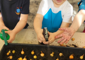 dzieci sadzą cebulki