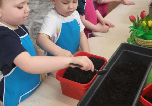 dzieci wsypują łyżkami ziemię do donicy