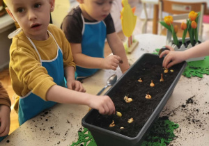 dzieci sadzą cebulki