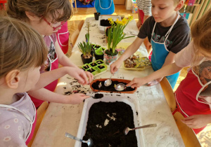 Dzieci wsadzają cebulki do ziemi