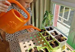 Dziewczynka podlewa cebulki