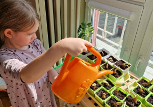 dziewczynka pomarańczowa konewką podlewa cebulki