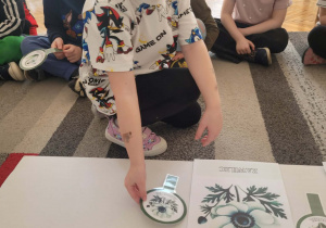 Dziewczynka układa lupę z zawilcem