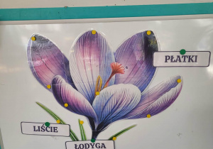 Rysunek hiacynta podpisany: łodyga, liście, płatki