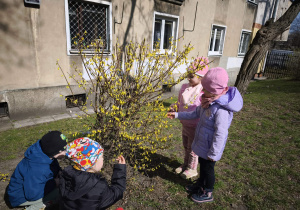 Dzieci oglądają krzak forsycji
