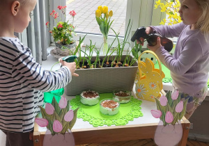 dzieci podlewają zasianyy owies i zasadzone cebulki
