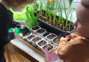 dzieci podlewają zasianyy owies i zasadzone cebulki