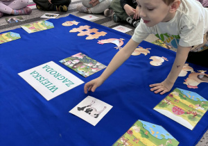 Chłopiec kładzie obrazek krowy