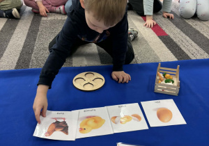 Chłopiec kładzie obrazek kurczaka