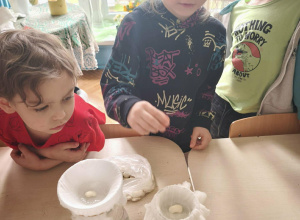 Zakładamy hodowle fasoli i cebuli