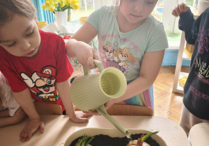 Dziewczynka podlewa cebulę w doniczce