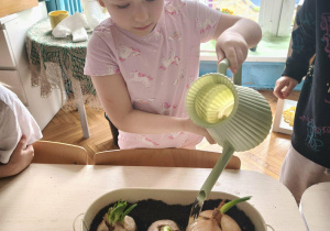 Dziewczynka podlewa ziemię w doniczce z cebulą