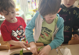 Chłopiec sadzi cebulę