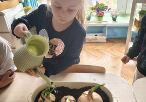 Dziewczynka mkonewką podlewa cebulę