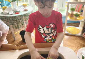 Cgłopiec sadzi cebulę w doniczce