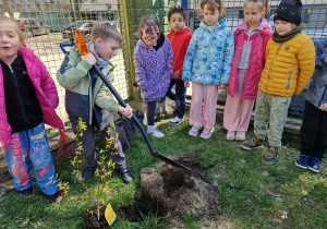 Chłopiec kopie dół żeby wsadzić roślinę