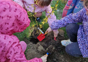 Dziewczynki nabierają ziemi na łopatki