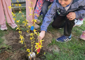 Chłopiec wsypuje ziemię do dołka z roślinką
