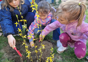 Dziewczynki ziemią podsypują roślinkę