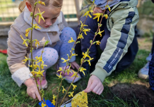 Chłopiec poakzuje nazwę rośliny Forsycja