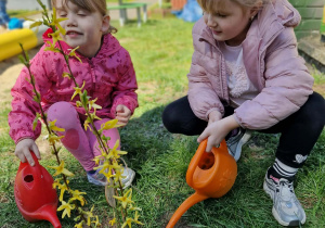Dziewczynki podlewają forsycję